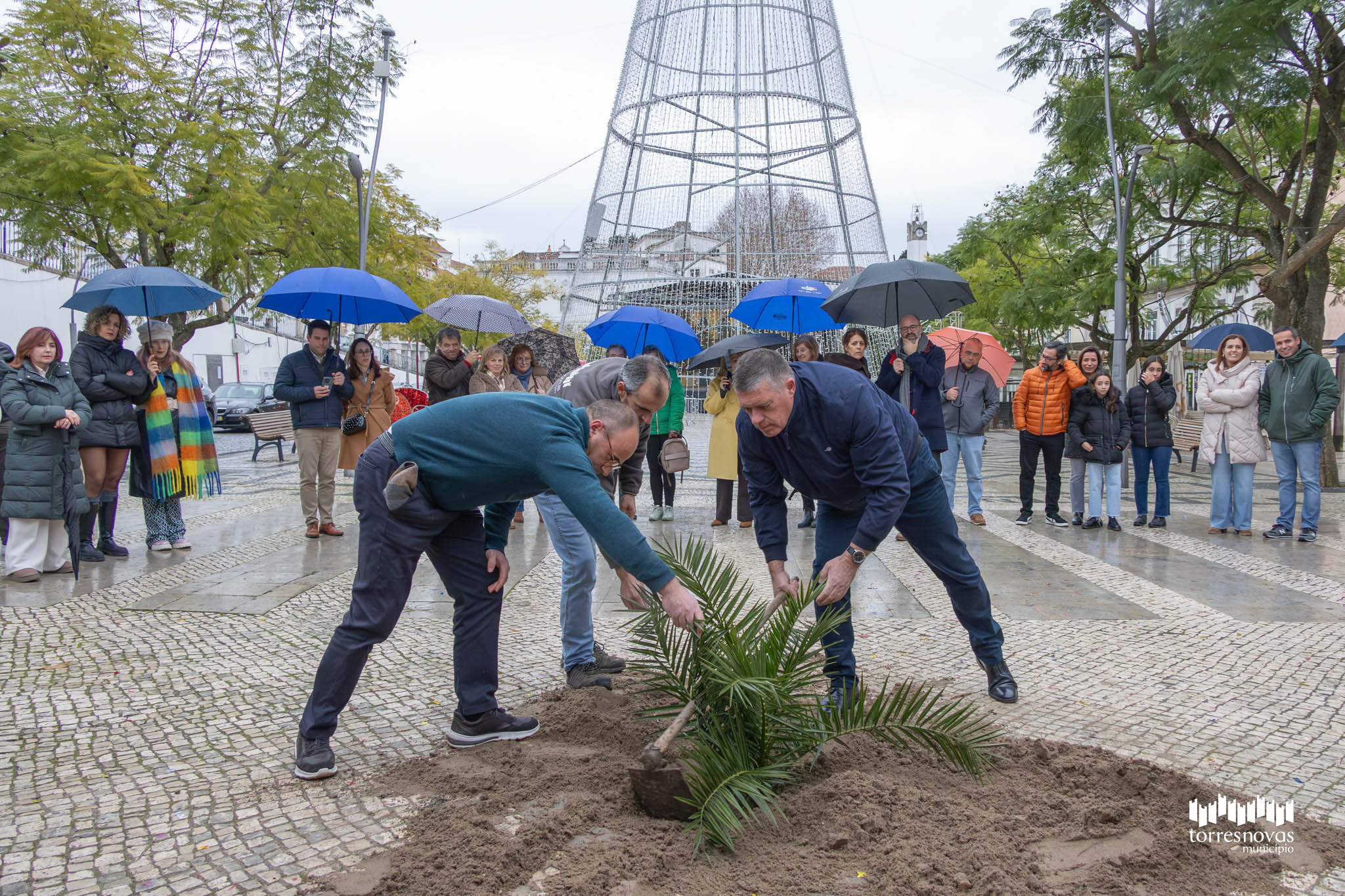 Plantação de Palmeira na Praça 5 de Outubro